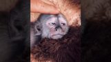 Cum să Lullaby o mică maimuță