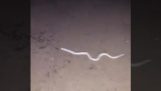 Una serpiente con patas