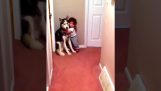A baby who is afraid of the vacuum cleaner, runs to the dog for help
