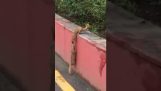 鼬幫助他的朋友爬牆
