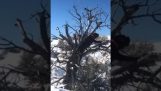 Pies wspinaczki na drzewo, aby złapać ptaka