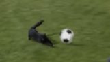 Um gato marcar um gol