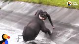 Люди пытаются спасти слон в ловушке в канале