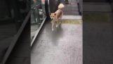 Un perro que juega en las escaleras mecánicas