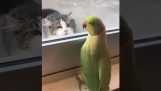 Un cuculo pappagallo gioca con un gatto