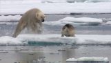 The polar bear surprises the seal