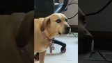 Dog sees his boss playing VR