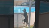 那隻狗想在游泳池裡洗個澡