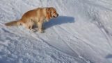 Un câine se distrează pe zăpadă