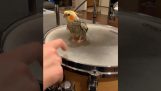 First lesson in percussion