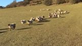 רועה צאן אוסף את הכבשים בזמן שיא