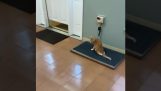Un chat paralysé qui court très vite