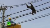 चिंपांज़ी को चिड़ियाघर से बच और बिजली के तारों पर पीछा