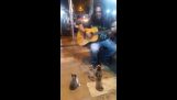 Koncert a macskák