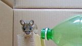 Mousetrap cu o sticlă de plastic