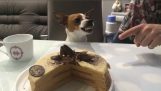 Câine protejează tort