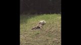 Wolf vadászik egy kecske, az úton