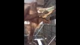 Orangotango brilhante faz um hammock