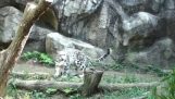 Впечатляющего акробатическими леопарда