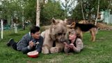 Familie lever med en bjørn i 23 år