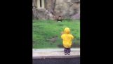 Лъв срещу млад дете в зоологическата градина