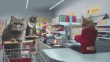Katzen shop (Werbung)
