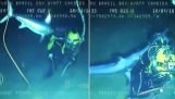 Zwaardvis aanvallen duiker