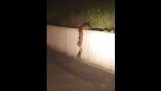 Raccoons are working together to climb a wall