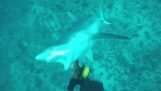 Potápač s kopije zbraň je napadnutá žralokov