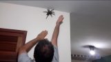 家の壁に巨大なクモ