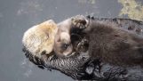 Mama Otter înoată cu copilul în braţe
