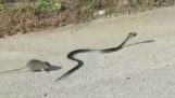 Mama rat redt de baby van een slang