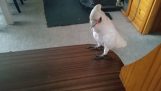 Папагал мрази броколи