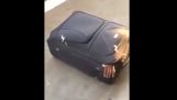 Емигрант в куфар