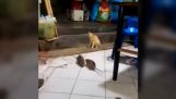 Pisică urmărind ceartă doi sobolani mari