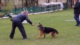 Злоупотребления собака инструктор