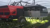 Maskinen høsting jordbær