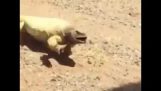 Jaszczurka prowadzi do ucieczki z gorącym piasku
