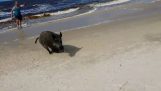 A wild boar comes from the sea and attacked visitors