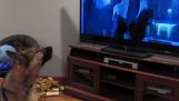 En hund som morrande titta på vargar i tecknad film