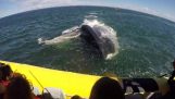Riesigen Wal geht unter einem Boot mit Touristen
