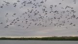 100 lintua sukeltaa samanaikaisesti vedessä