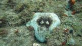 潛水夫會見一個變相的章魚