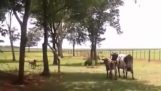 Ovine vs. vaca