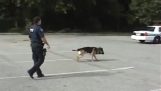Polis hund går in i patrullen