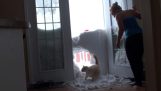 De kat die draaide van de sneeuw
