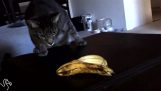 Банан против кошки