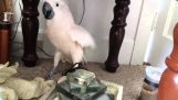 O papagaio não quer ir ao veterinário