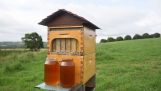 蜂蜜直从蜂巢这明亮的发明