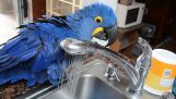 這只鸚鵡使洗個澡